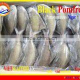 FROZEN BLACK POMFRET WHOLE ROUND thumbnail-1