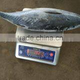 Frozen Fresh Bonito 750g up thumbnail-4