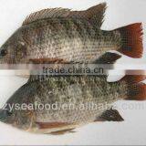 China Export Frozen Fish Frozen Black Tilapia thumbnail-1