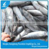 Seafrozen Bonito 300-500g thumbnail-1