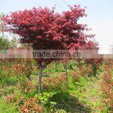Acer Palmatum thumbnail-3