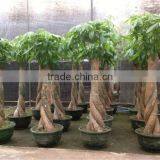 Pachira Aquatica Special Shape thumbnail-1