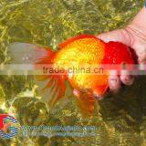 Aquarium Fish Farm thumbnail-1