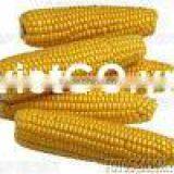 Yellow Maize From New Crop