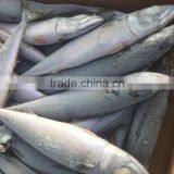 EEC,HACCP Certification and Whole Part Frozen Mackerel Scomber Scombrus thumbnail-1