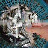 Canned Sardine Fish Frozen Sardine for Canning thumbnail-3