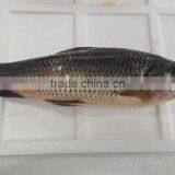 ROHU LABEO ROHITA thumbnail-6