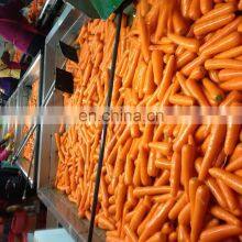Sinocharm 2022 New Crop Fresh Carrot thumbnail-5