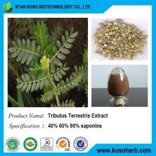 Tribulus Terrestris Extract thumbnail-2