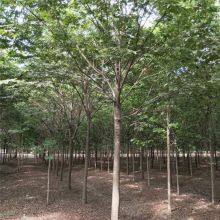Prices of Beech Trees in Qingdao, Shandong. Base Quotation List. Low Selling Prices and High Survival Rates. thumbnail-3