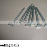 Roofing Bulk Nails thumbnail-1