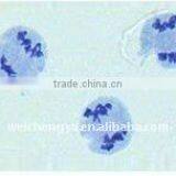 Cell biology and genetics section slide glass (for microscope)