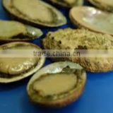 QUALITY FROZEN BOILED ABALONE IN SHELL