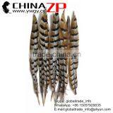 ZPDECOR Wholesale Top Selling Raw 45-50cm Size Reeves Venery Pheasant Tail Feathers for Decorations thumbnail-1