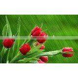 High Glossy Non-weaving Canvas thumbnail-1