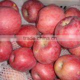 Fresh Qinguan Apple thumbnail-2