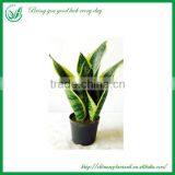 Ornamental Plants Sansevieria Sale thumbnail-4
