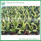 Sansevieria Laurentii thumbnail-3