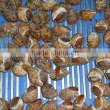 Frozen Baigai Whole (Babylonia Formosae) thumbnail-1