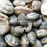 Vacuum Packed Baby Clam Size 51-60 thumbnail-3