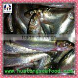 Frozen Whole Sardines thumbnail-1