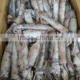 Wholesale Tadarodes Pacificus thumbnail-1