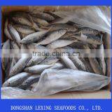 Frozen Horse Mackerel for Canning thumbnail-1