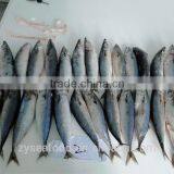 Frozen Saba Mackerel Fish thumbnail-1