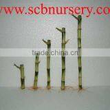 Lucky Bamboo Dracaena Sauderiana Straight Bamboo Indoor Plant thumbnail-1