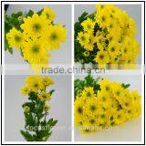 2017 Fresh Cut Chrysanthemum With All Colors Available Wholesale thumbnail-2