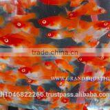 Santa Swordtail Fish Farm - Tropical Fish For Sale thumbnail-1