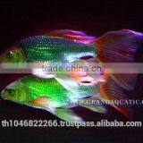 Butterfly Koi Fish For Sale / Aquarium Fish Export thumbnail-5