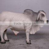 Definitive Brahman Looking Right thumbnail-1