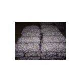 5cm Fresh White Garlic thumbnail-1