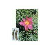 Red Peony P.E. thumbnail-1