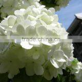 Newest OEM Top Sell White Hydrangea Bouquet thumbnail-4