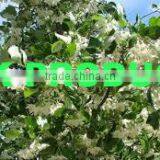 Benzoin Essential Oil