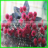 Perfect Small Daisy Flowers With 10 Heads