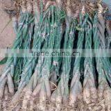 Cheap Flowers and Plants Money Tree Bonsai for Shopping Mall Decoration thumbnail-4