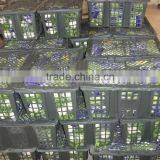 Chinese Fresh Celery thumbnail-4