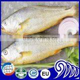 Whole Round Frozen Fish Frozen Yellow Croaker thumbnail-2