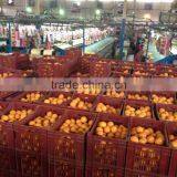 perfect price fresh Citrus Orange (navel & valencia)