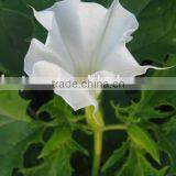Bulk Supply White Crystalline Scopolamine-Powder-99% thumbnail-5
