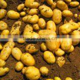 2013 Potatoes Bulk thumbnail-1