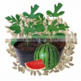 NRT01 Zhenmu hybrid rootstock seeds for sale