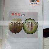 Strong Growth Anti Wilt Disease Melon Seeds Hybrid Melon Seeds Yellow Moon thumbnail-4