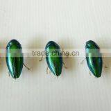 2014 Hot Sale Natural Beetle Brooches thumbnail-4