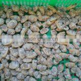 Sand and Chemical Free New Boiled Clam Meat for Sale thumbnail-2