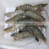 Frozen Farm Raised Shrimp thumbnail-1