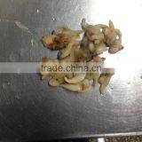 IQF Surrf Clam/short Necked Clam Meat thumbnail-4
